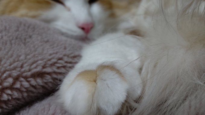 ぽっぽ
推してるが、それ以上に向こうから推されてる 