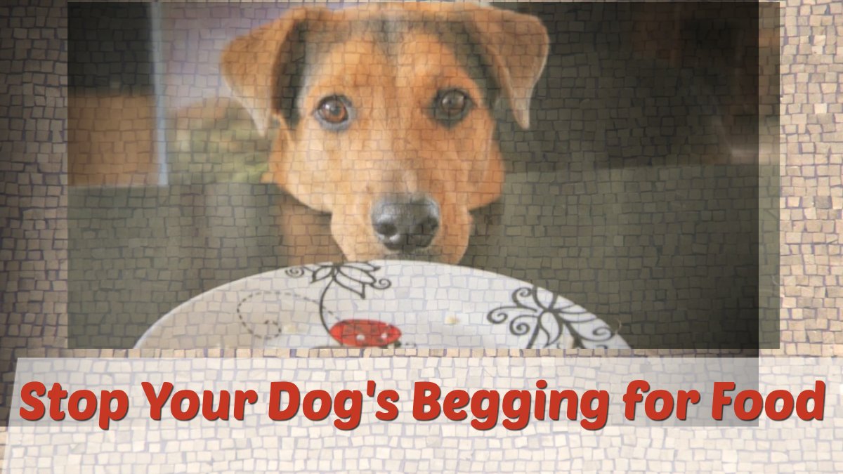 PackLeader01's tweet photo. Sure, he’s most likely to grumble and cry the few times you do this, yet he’s going to get used to this if you include it in your daily routine – once again consistency is the keyword to success. #ObedientDog #DogBehavior https://t.co/smGcCFwC6U https://t.co/9tZtnwG0Em