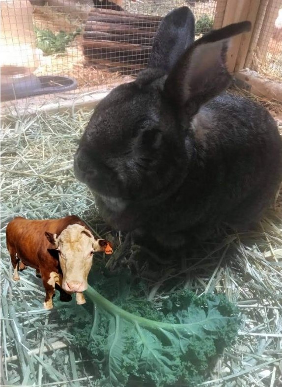 AgMuseum's tweet photo. We are so excited to introduce you to the newest member of our farm family - our miniature Hereford bull. His name is Tiny and so far he is having a great time getting to know his new roommate Alfred. #AprilFools https://t.co/lqVPzvbVM1