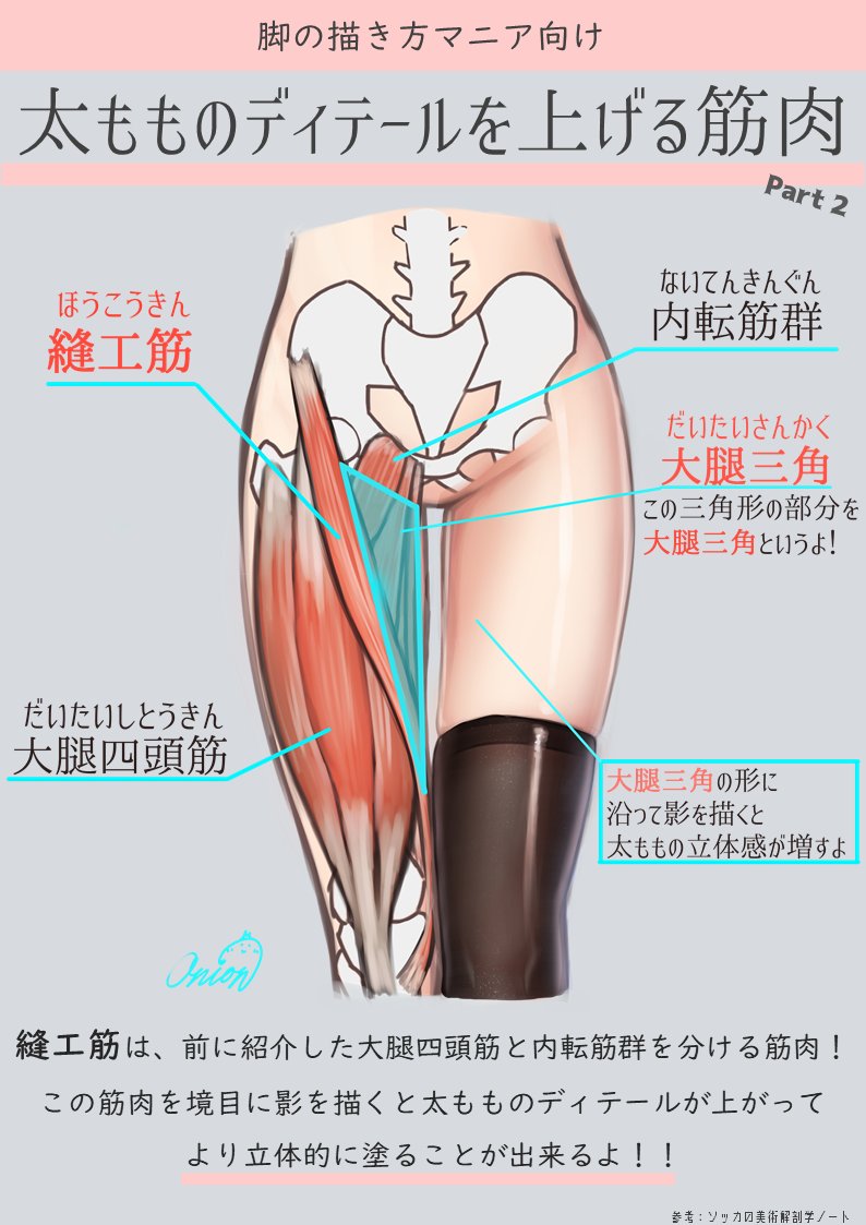 Onion イラスト講座 C 今回は脚好きのマニア向けに 太ももの内側と外側を分ける筋肉について紹介するよ その名は 縫工筋 ほうこうきん この筋肉を境に影や光を塗ると立体感が増すよ Onionドローレッスン イラスト講座 お絵描き 絵描きさんと