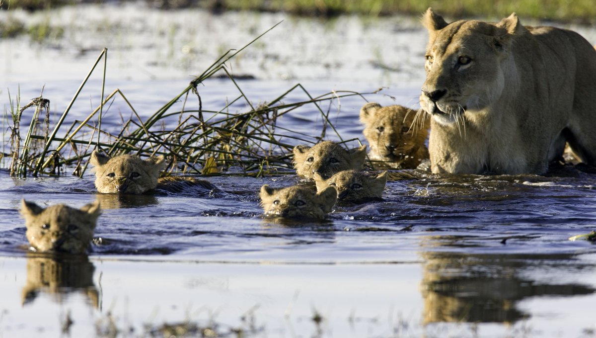 KavangoAlive's tweet photo. "Surrounded by deserts, it is one of the planet's great oases, home to some of the world's most endangered species, including Africa's best-known safari animals such as lions, leopard, rhinoceros and buffalo"
📷@skynews https://t.co/QGr49Wfqu9