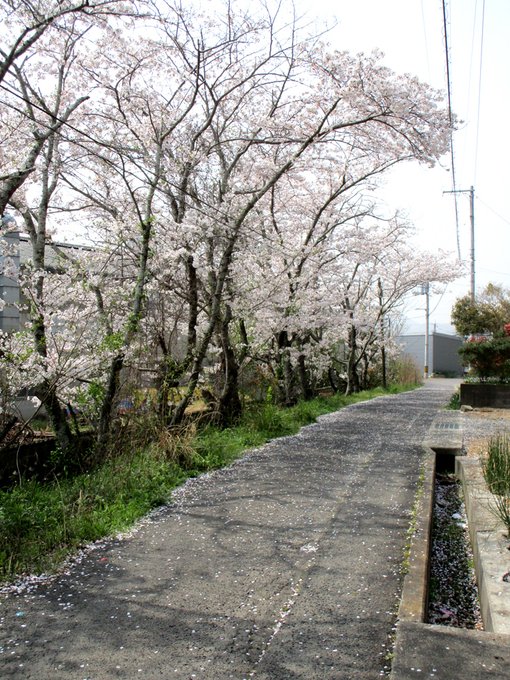 由良と名の付く山と土地と。そこで川から名を取った古い艦のユニークな擬人化キャラを描くようになりました。 