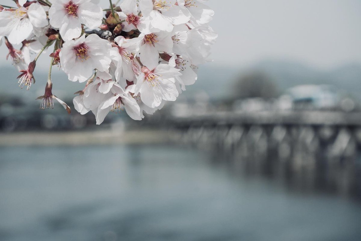 kkseeeen's tweet photo. 渡月橋 https://t.co/FJGkJMi9lZ