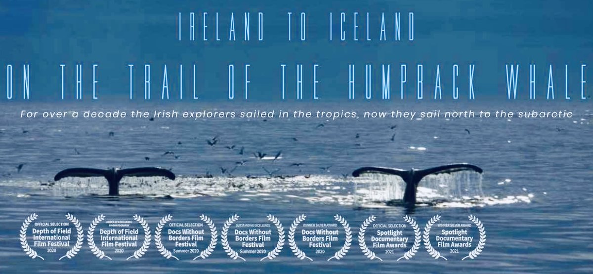 colliereleanor's tweet photo. “A gentle story of sea life beautifully captured”. 
Ireland to Iceland - On the Trail of the Humpback Whale. 
This beautiful and hopeful film premieres on RTÉ One at 18.30 on Easter Sunday.  I highly recommend it. 
Great work as always from @Tony_Whelan @CanolaPictures https://t.co/9IEAjan2JS