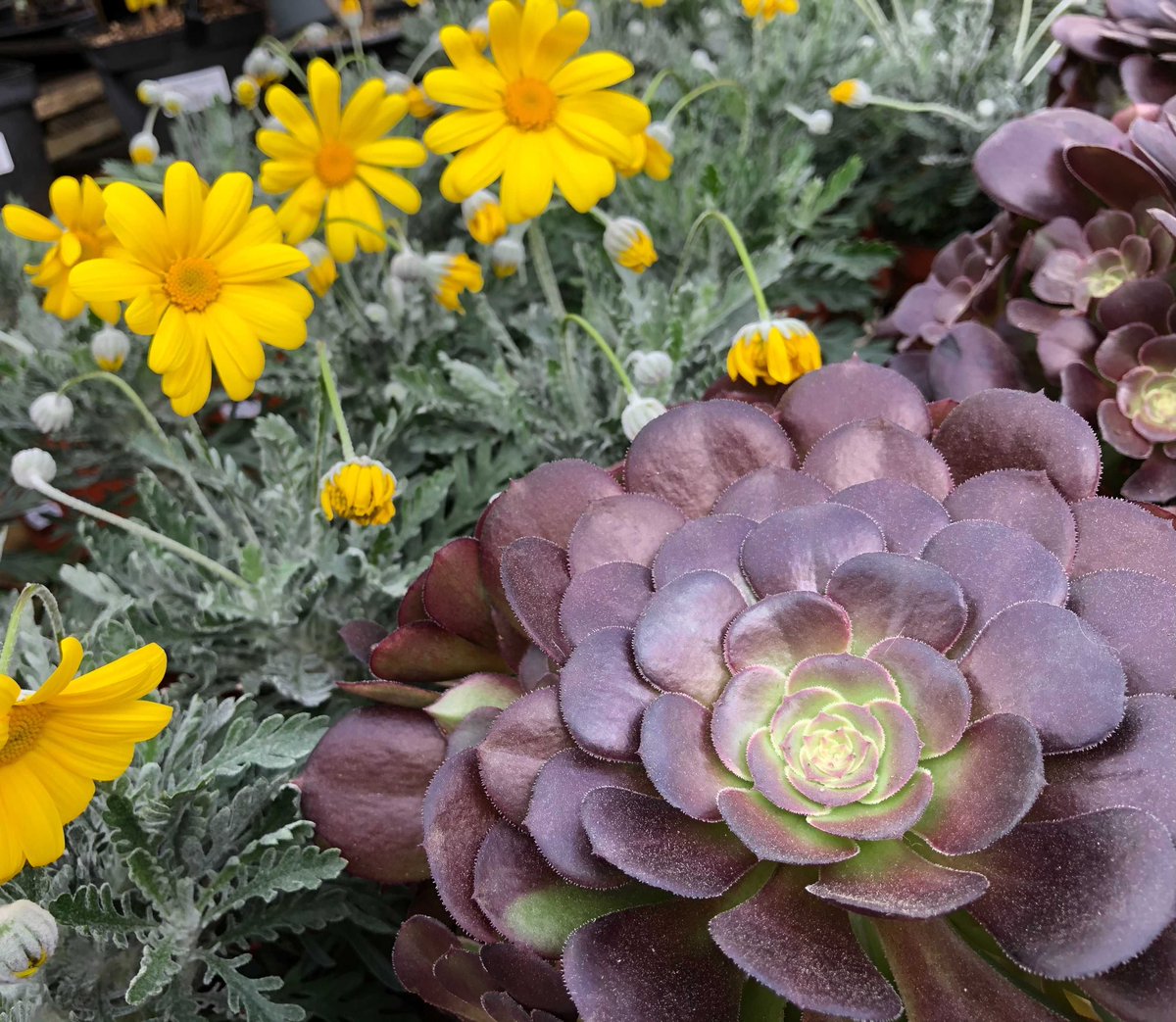 Hulme Community Garden Centre tweet media