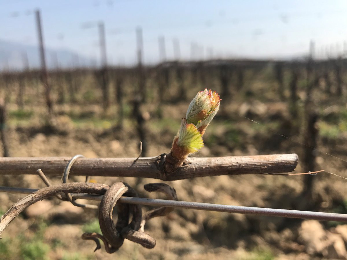 La natura si risveglia, in #Franciacorta 🌱