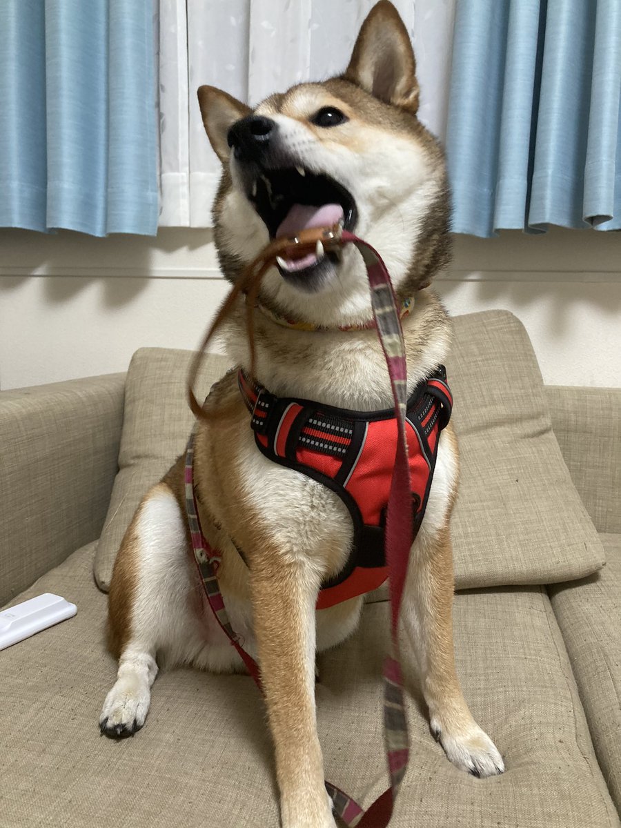 Ellie フリーアナウンサー有働由美子さんの犬 でもこの手は石田ゆり子さん 手乗りワン T Co Ftncnezrgs T Co Sdtp6yg8nk