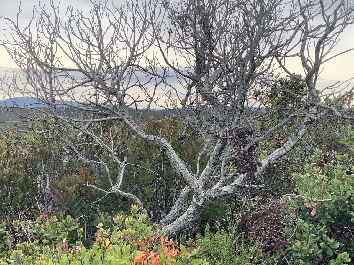 It's National Poetry Month! #NPRPoetry  Construction: South Boundary Road, Brown, white-bottomed rabbit/ no bigger than my hand,/ do you know that last year/ your cousins numbered many/ and the sleek, gray fox rested here?