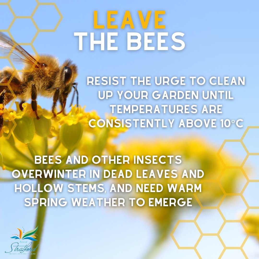 StratfordPEI's tweet photo. Spring-like weather might tempt you to start clearing out your gardens and lawn but it's best to wait until temperatures are consistently above 10°C.  Bees and other insects overwinter in the leaf litter and dead stalks. #NaturallyStratford 🌱 https://t.co/xRAwvp9bdQ