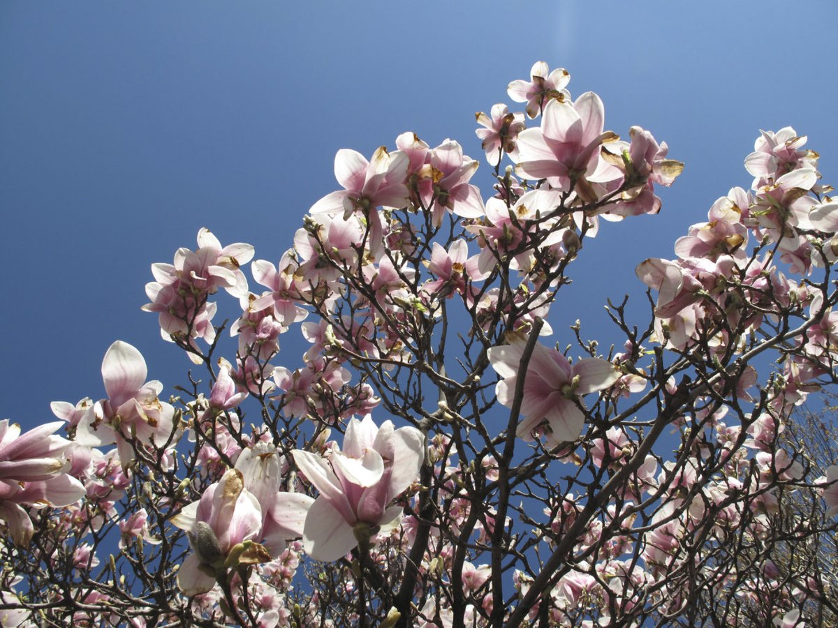 cc_canadien's tweet photo. #FlowerPower 🌸
Célébrons l'arrivée du #printemps avec ce #magnolia photographié par les artistes 🇨🇦 #LisaSteele & #KimTomczak. Pour en savoir plus sur notre #exposition virtuelle "Image... envoyée", cliquez ici 👉 https://t.co/796kp74dEu
#CanadaCulture https://t.co/r5CZoCGG0g