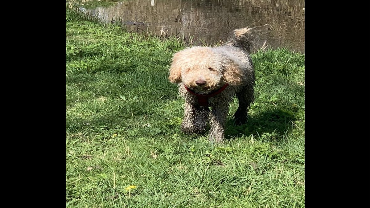 Marjolein van Spronsen blogt over honden toelaten op de hotelkamer! Zoals haar hond Jimmy er op deze foto uitziet, neemt zij haar hond niet mee naar uw hotel. Hoe kan je wel schoon en veilig honden ontvangen in het hotel? Leuke ideeën in het artikel! 

spronsen.com/zo-neem-ik-mij…