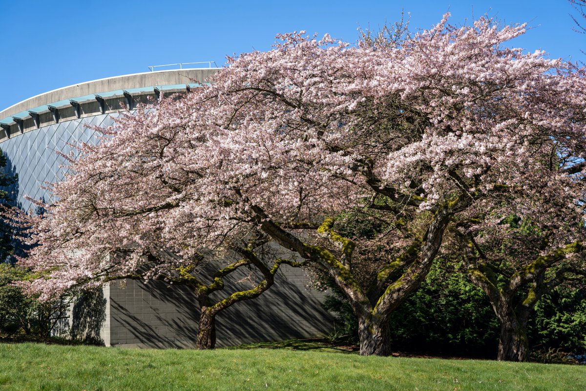 You’ll find this magnificent #cherryblossom tree 
@ChanCentre at #UBC! @OfficialVCBF #VanCherryBlossomfest
#VancouverCherryBlossomFestival #VeryVancouver #VancouverIsAwesome #ChanCentre