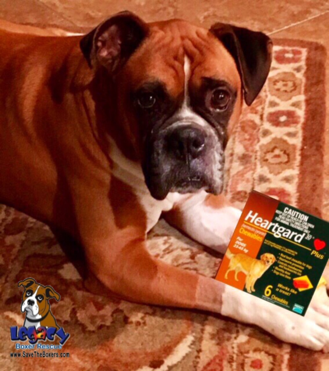 Happy First! Please remember your pets' heart worm prevention!