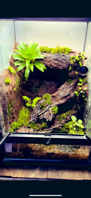 Rafちゃんねるさん がハッシュタグ ヤドクガエル をつけたツイート一覧 1 Whotwi グラフィカルtwitter分析