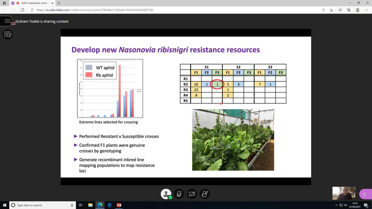 WarwickCrop's tweet photo. Graham Teakle @WarwickCrop talking about research on resistance to currant-lettuce aphid in lettuce #VeGIN Stakeholders workshop https://t.co/C54GvPfUIm https://t.co/7IAauW0XCc