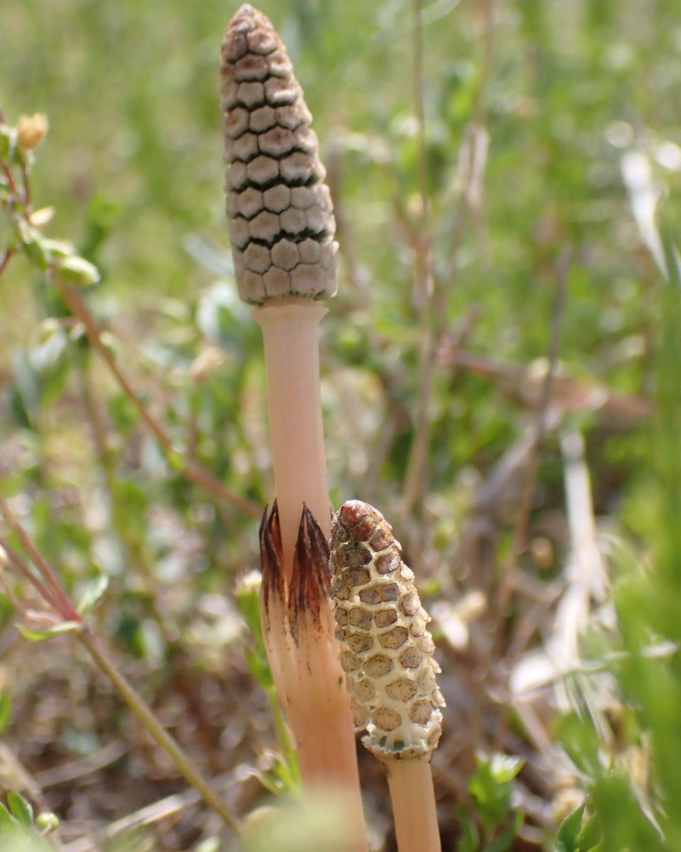 Biome バイオーム 公式 スギナ トクサ目トクサ科の植物です ツクシは スギナの胞子体です 日本には 北海道から九州に分布します 植物 Plants 奈良 Nara