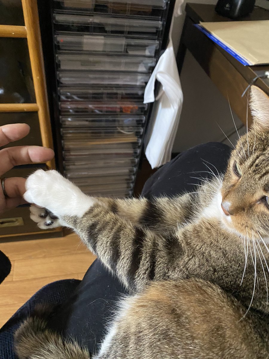 猫さんがおててを開いて人間の指をぎゅむっと握ってくれる 握手会 のご様子 我が家で主に昼過ぎに開催されてる Togetter