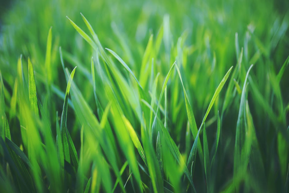 Is your lawn not quite as lush as your neighbors? our team has the knowledge and tools to develop a plan to help your lawn thrive. Call (972) 481-9565 to set up your turf consultation today.