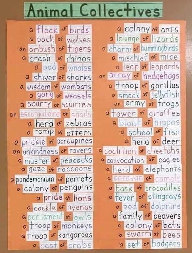 BackpackersE's tweet photo. #English borrows qualities from ordinary objects and applies them in different contexts to convey ideas. It's the pattern for expressions. blue moon, shake a leg, won by a nose... 
And collective nouns. The group is named by a telling quality of the creature.
#judysfun #fluency https://t.co/fbbxPrUvAq