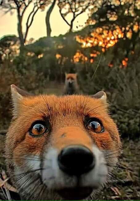 Guys, the truth has to come out, you may have heard the rumors, the truth is that yes, I am actually a real fox with a twitter account, here is a selfie to prove it