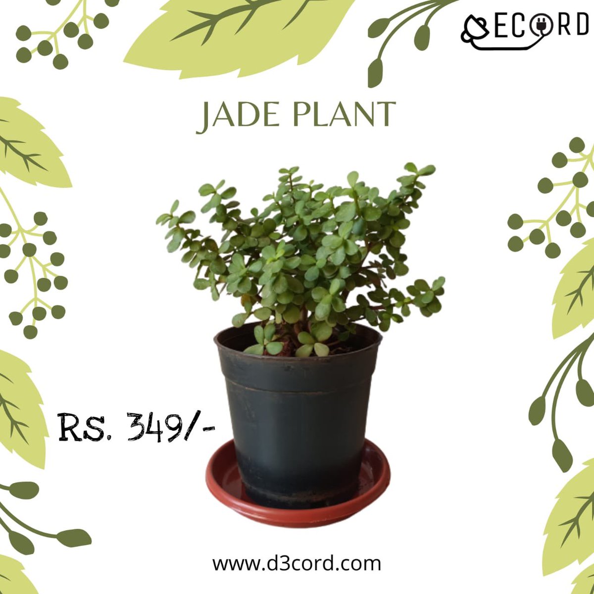 Decord_M1's tweet photo. This freshness is rooting for you at our store! Visit https://t.co/HkKQz9bkoo now to bring these lovelies home and breathe in fresh air that is good for both your space and your soul.#tech #electronics #gadgets #techaccessories #techno #homedecor #urbanstyledecor #homestyledecor https://t.co/cxF024mINV
