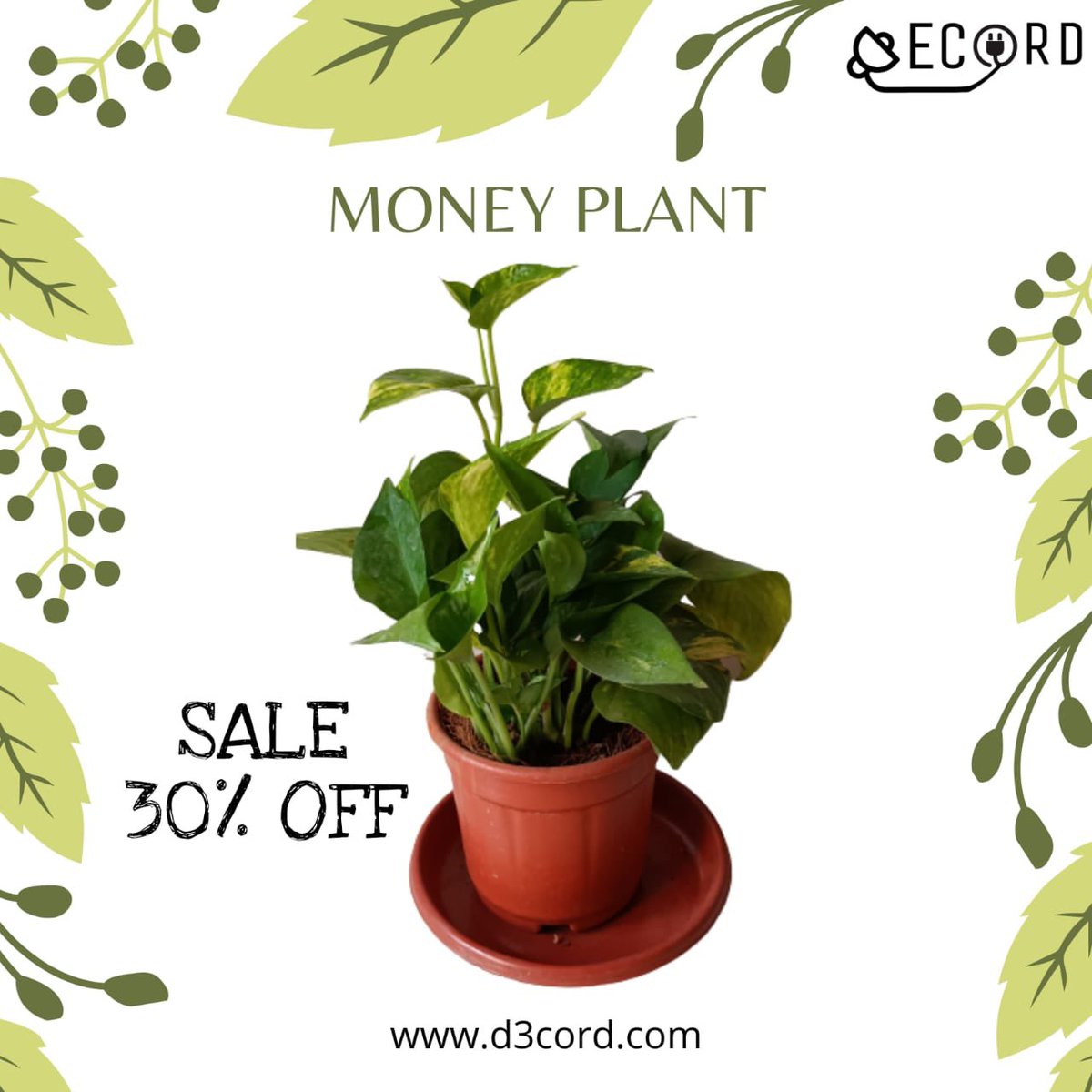 Decord_M1's tweet photo. This freshness is rooting for you at our store! Visit https://t.co/HkKQz9bkoo now to bring these lovelies home and breathe in fresh air that is good for both your space and your soul.#tech #electronics #gadgets #techaccessories #techno #homedecor #urbanstyledecor #homestyledecor https://t.co/cxF024mINV