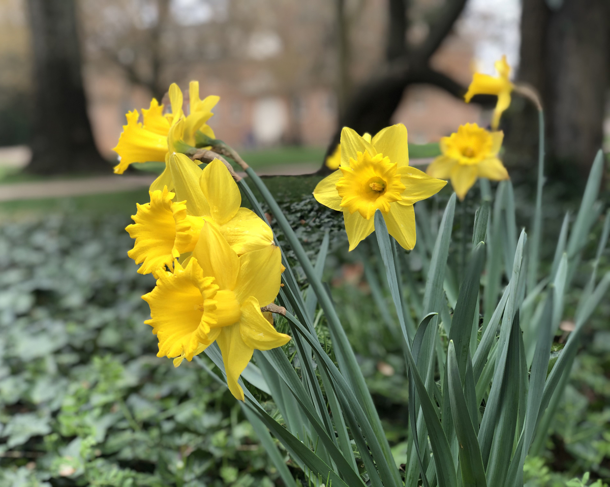 WMAlumni's tweet photo. One of the surest signs of #wmInSpring is the bright pops of yellow, gold, orange and white daffodils throughout campus. The fact that theyβre green and gold is an extra bonus. https://t.co/mZhKJ9F03L