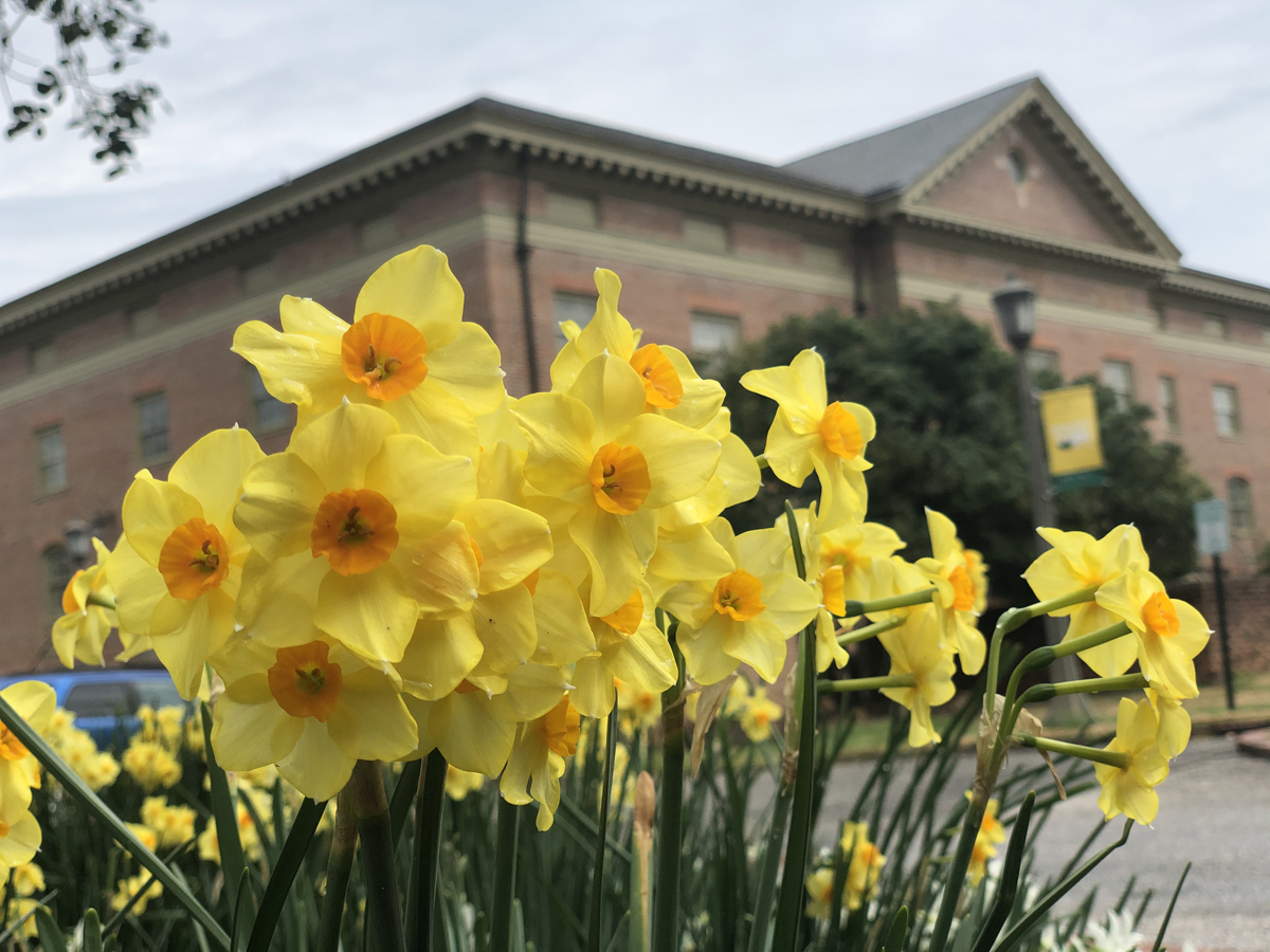WMAlumni's tweet photo. One of the surest signs of #wmInSpring is the bright pops of yellow, gold, orange and white daffodils throughout campus. The fact that theyβre green and gold is an extra bonus. https://t.co/mZhKJ9F03L