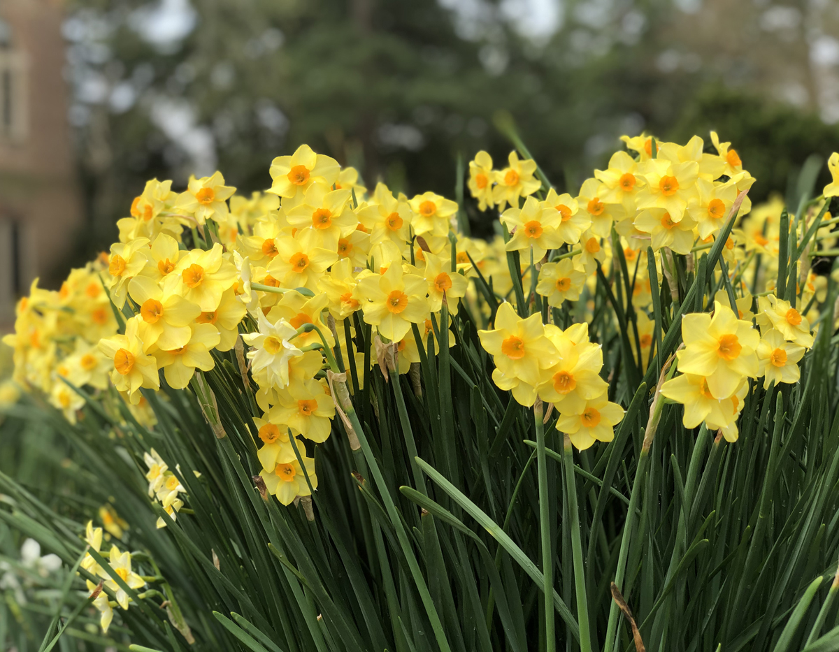 WMAlumni's tweet photo. One of the surest signs of #wmInSpring is the bright pops of yellow, gold, orange and white daffodils throughout campus. The fact that theyβre green and gold is an extra bonus. https://t.co/mZhKJ9F03L