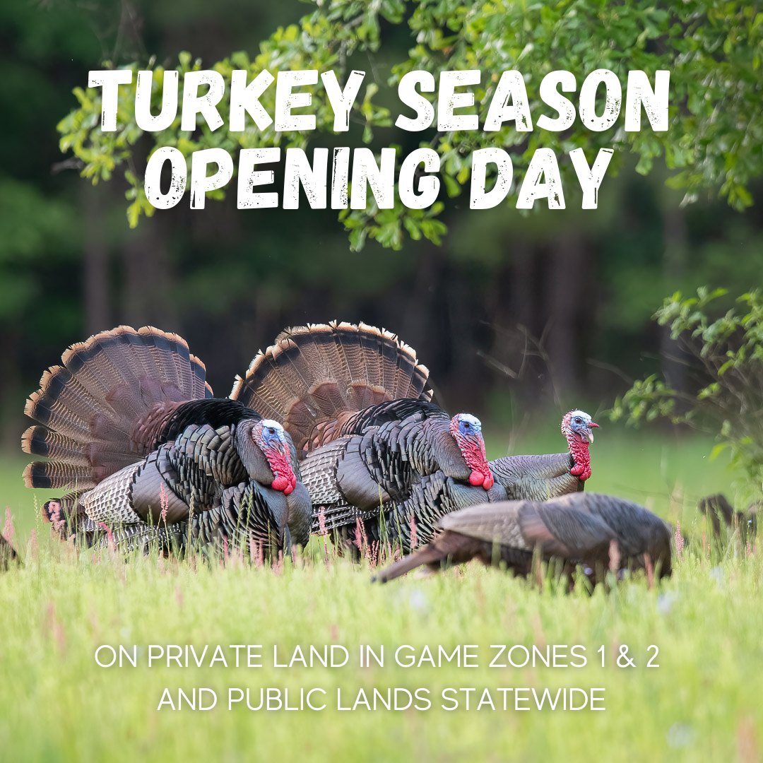 SCDNR's tweet image. No #AprilFools jokes here--Turkey season is finally here for private land in Game Zones 1 &amp;amp; 2 and public land statewide! 🦃🦃🦃 Have fun, and hunt safe! Share your harvest with us using #HuntSC or drop a photo in the comments. 👇👇