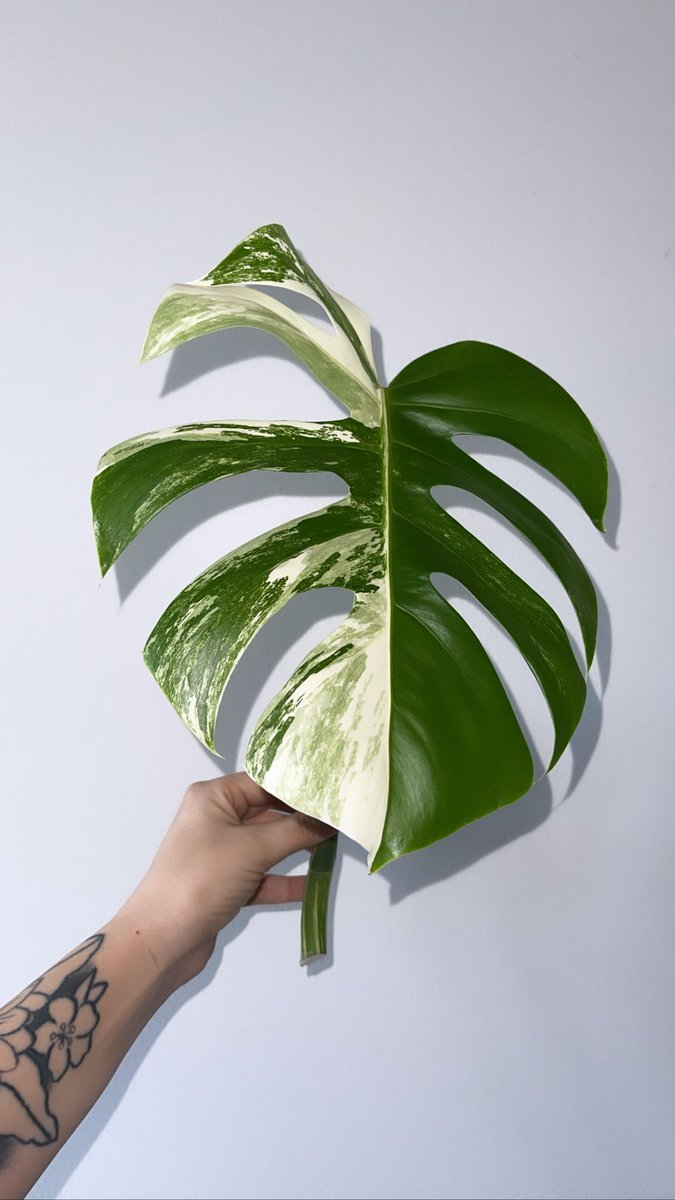 soundwaveshawty's tweet photo. Cut this beauty off my monstera🌱 https://t.co/11dQrknm0k