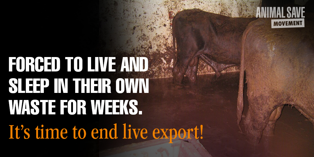 animalsavemvmt's tweet photo. #SuezCrisis 
≈ 200,000 animals on ships, most from Romania -their suffering is truly horrific

#BanLiveExport

@florincitu
@europarl_en
@EP_AnimalTran
@EU_Commission
@vonderleyen
@TimmermansEU
@EUAgri
@SKyriakidesEU
@romaniaineu
@MAERomania
https://t.co/aF0tEdTOV6