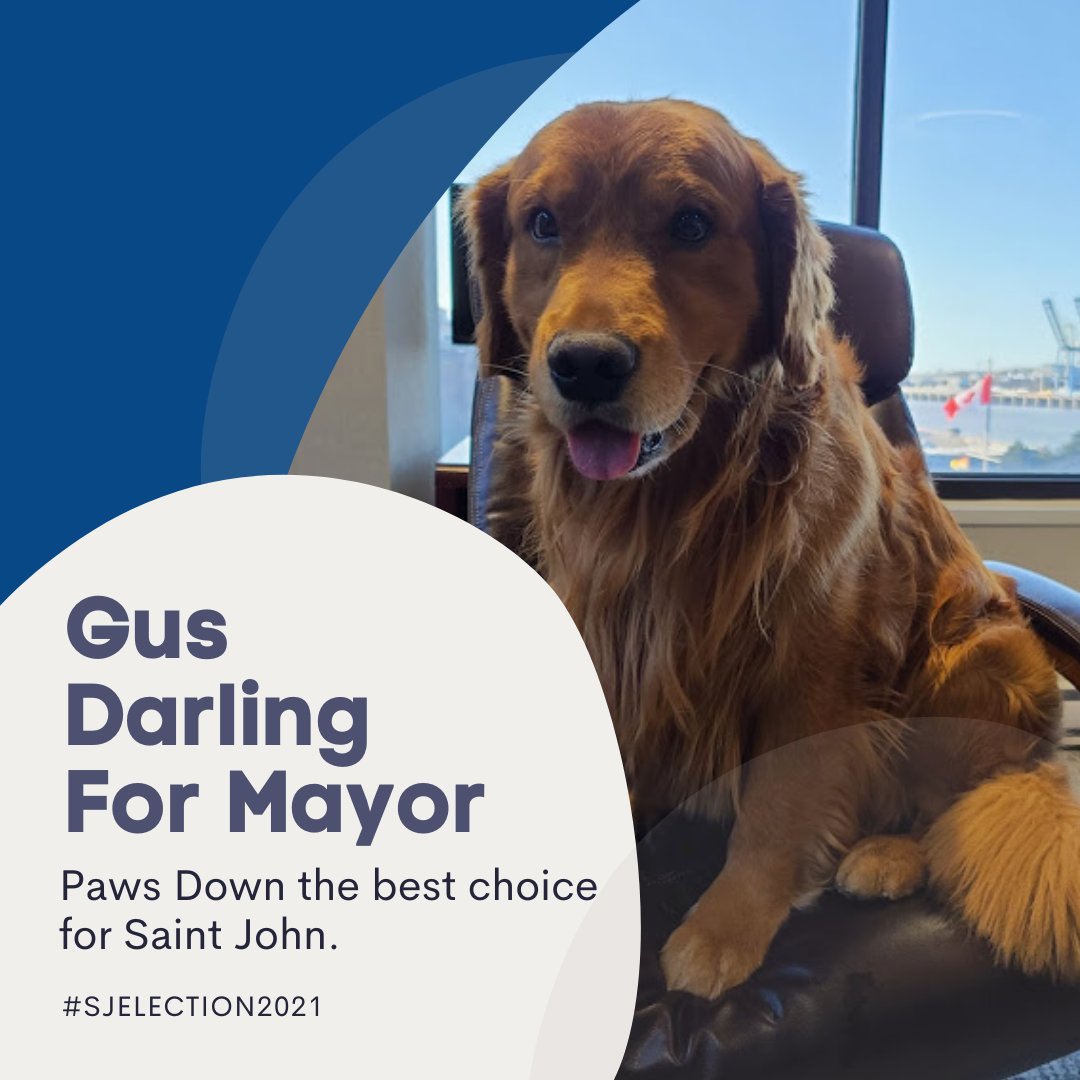 dondarlingSJ's tweet photo. Gus for Mayor. He will be focused on planting more trees, tax breaks for dog owners, dog parks, a new skate park for dogs, free transit for dog owners and dog treat dispensers at every corner. A Go Fund Me page will be set up this afternoon and volunteers are welcome. #voteGus https://t.co/1hz1ALGFUo