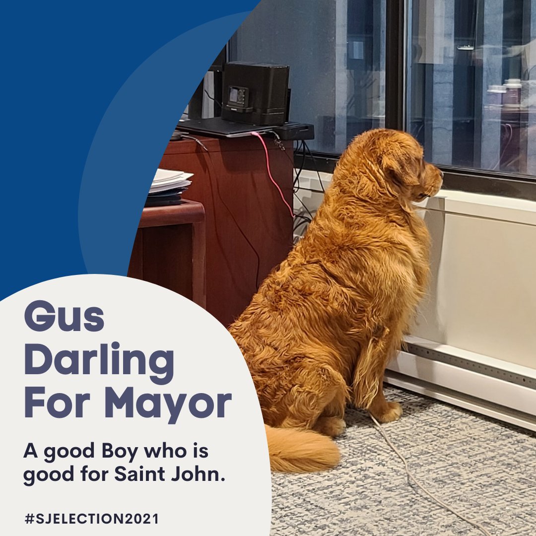 dondarlingSJ's tweet photo. Gus for Mayor. He will be focused on planting more trees, tax breaks for dog owners, dog parks, a new skate park for dogs, free transit for dog owners and dog treat dispensers at every corner. A Go Fund Me page will be set up this afternoon and volunteers are welcome. #voteGus https://t.co/1hz1ALGFUo