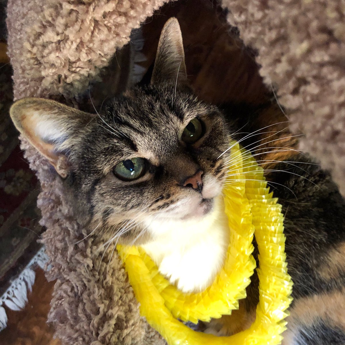 writersitetweet's tweet photo. Today begins #nationalpoetrymonth and is the 17th birthday of Tiger Queenie Princess Mimi Josefina. Love this needy and paranoid kitty. Happy #poeming this month! Write the drafts. Don’t revise until May. #poetrycommunity #poetry #CatsOfTwitter #adoptdontshop https://t.co/0IJltqkR0J