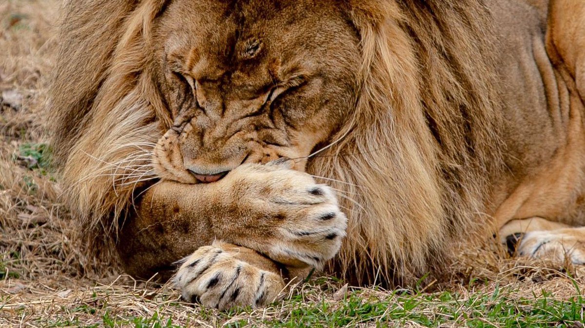 TulsaZoo's tweet image. How not to be fooled today by Kalu. 

Eyes shut to avoid seeing ✔️
Cover nose so you don't smell  ✔️
Cover mouth so you don't respond to anything crazy you hear ✔️
Nap the majority of the day away like this ✔️✔️