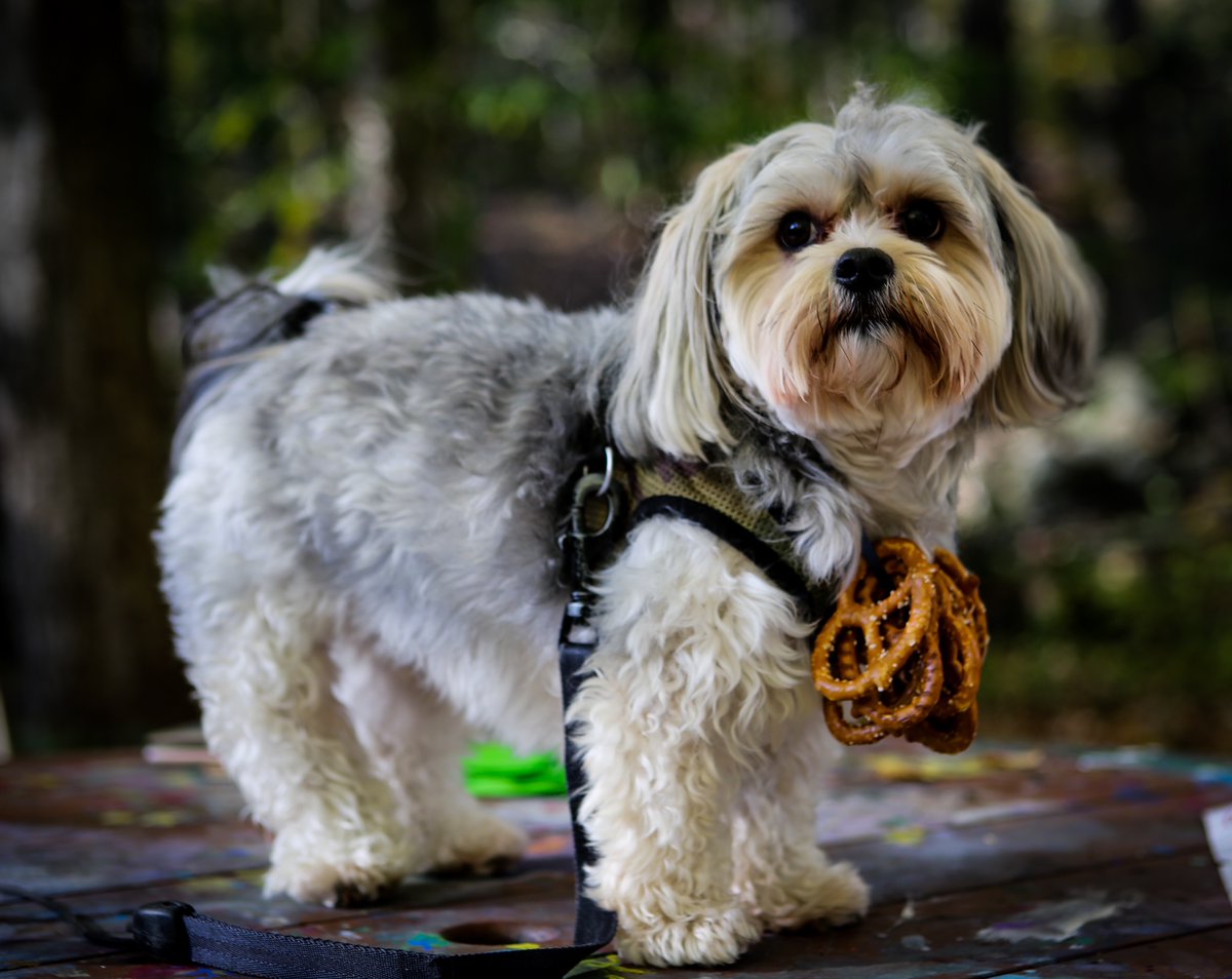 TICKETS ARE ON SALE NOW for Frothy Forage!
Furry friends are welcome! (leashed of course)
Event link in profile.