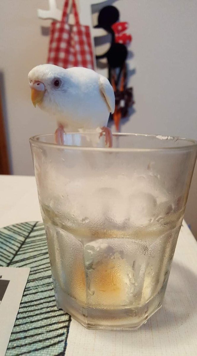 おじま紘平 東京都議会議員 練馬区 S Tweet 拡散希望 お世話になっている方のインコが逃げてしまいました アルビノの白いセキセイインコ ポケちゃん ポーちゃんと呼ぶと懐くそうです 4 1 木 朝 練馬区豊玉から空に飛んでいきました 朝ごはんは食べていると