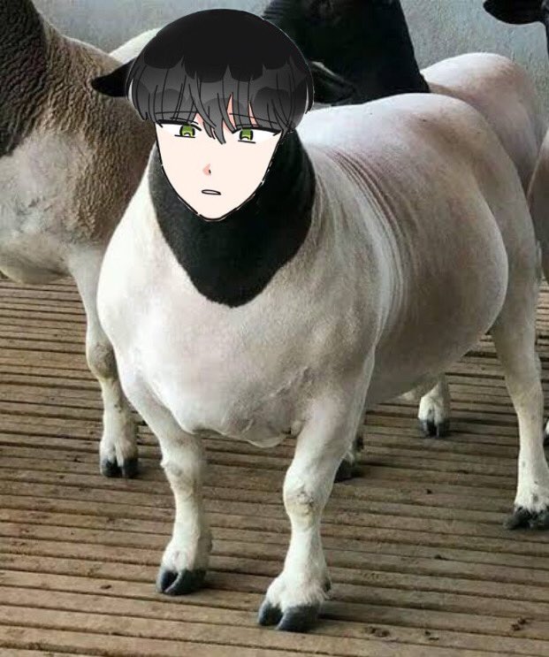 COLVMBlNA's tweet photo. @YMagnolia belum... daritadi lg berkelana sbg kambing... udah kayak kutukan... https://t.co/4QxwO44ArZ