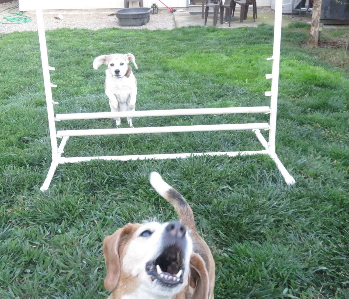 ValueDog tweet picture