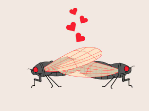 If a project has kept our team talking for a long time about it every single time it was brought up is this FAQ page about the upcoming cicada plague, by <a href="/bonnieberkowitz/">Bonnie Berkowitz</a> <a href="/arturgalocha/">Artur Galocha</a> and <a href="/tierneyl/">Tierney Lloyd</a> 
And more importantly, it includes this illustration washingtonpost.com/dc-md-va/2021/…