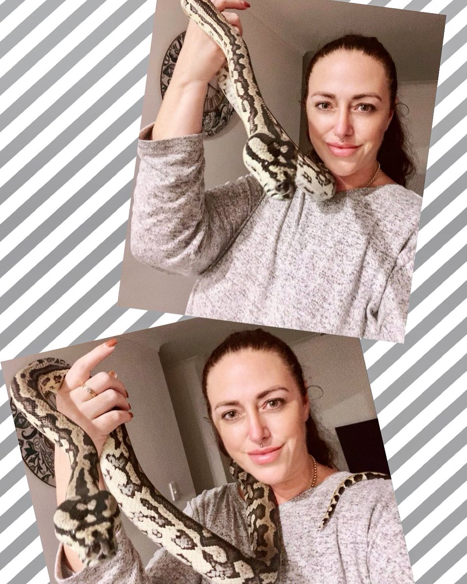 ReneeDobe's tweet image. #reptile #junglepython