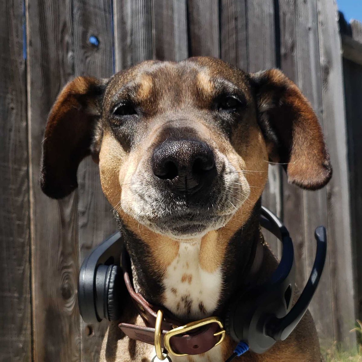 TWTAudio's tweet photo. Introducing the all new ThinkWrite Ultra Ruff TW-K9 series of headphones and headsets designed with your pup in mind. Now your dog can listen to the sounds of the dog park and classic barks in high fidelity. Designed with both pointy and floppy ears in mind. Get yours today- https://t.co/erD62T95C5