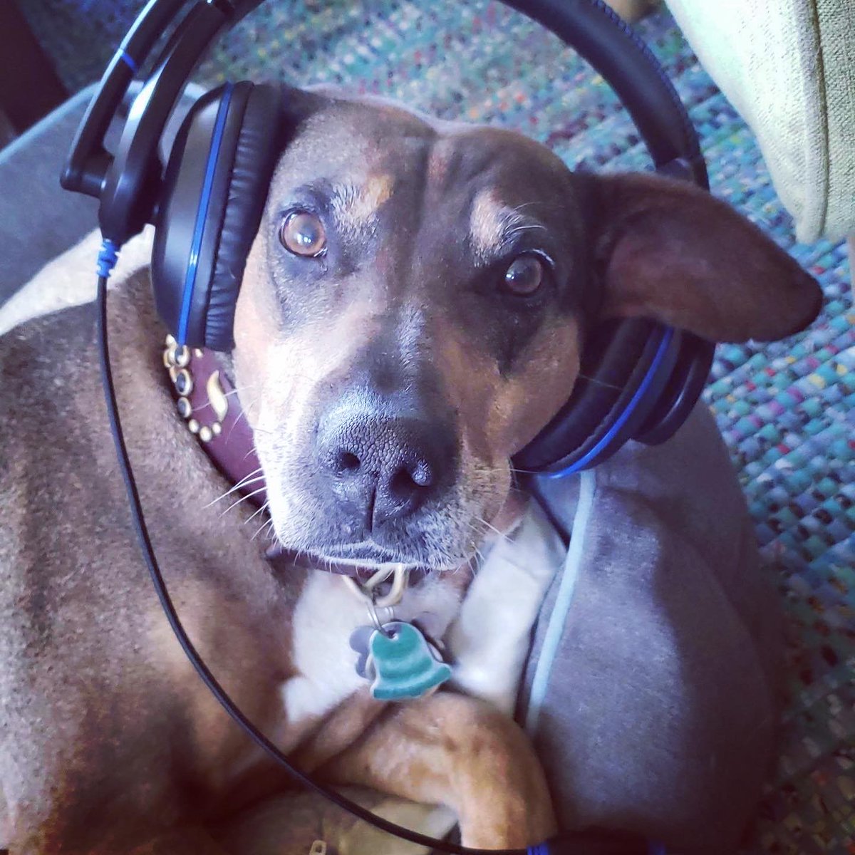 TWTAudio's tweet photo. Introducing the all new ThinkWrite Ultra Ruff TW-K9 series of headphones and headsets designed with your pup in mind. Now your dog can listen to the sounds of the dog park and classic barks in high fidelity. Designed with both pointy and floppy ears in mind. Get yours today- https://t.co/erD62T95C5