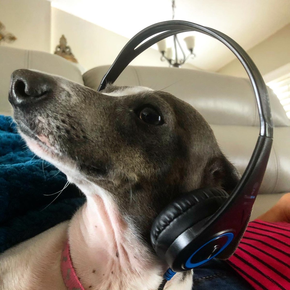 TWTAudio's tweet photo. Introducing the all new ThinkWrite Ultra Ruff TW-K9 series of headphones and headsets designed with your pup in mind. Now your dog can listen to the sounds of the dog park and classic barks in high fidelity. Designed with both pointy and floppy ears in mind. Get yours today- https://t.co/erD62T95C5
