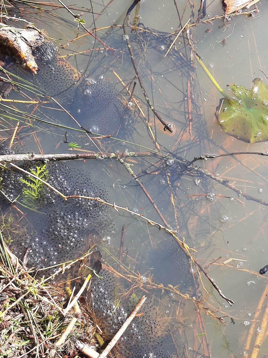 Je hebt het waarschijnlijk wel gehoord: de jaarlijkse paddentrek is weer volop bezig. 

De Amerikaanse stierkikker zal je niet snel tegengekomen zijn tussen alle kikkers en padden. Deze soort heeft namelijk beduidend warmere temperaturen nodig voor hun voortplanting.