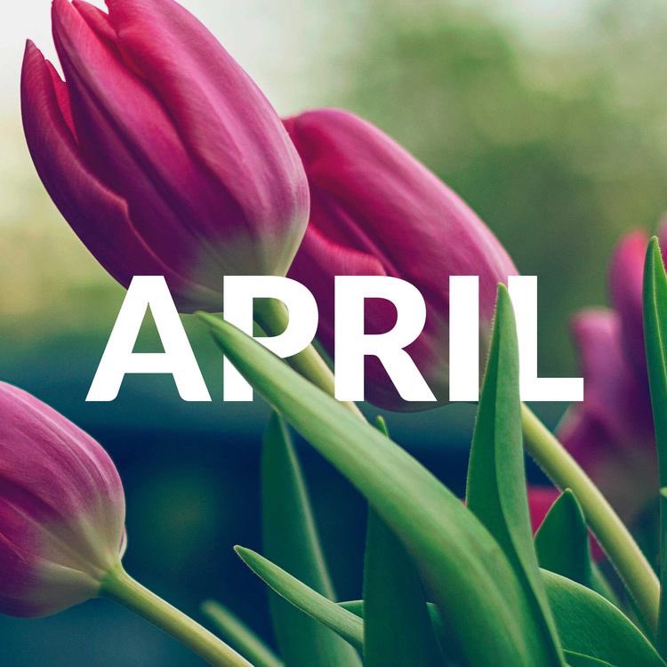 nyyankeesgirlmd's tweet image. Hello April 🌷
#chapterfour
