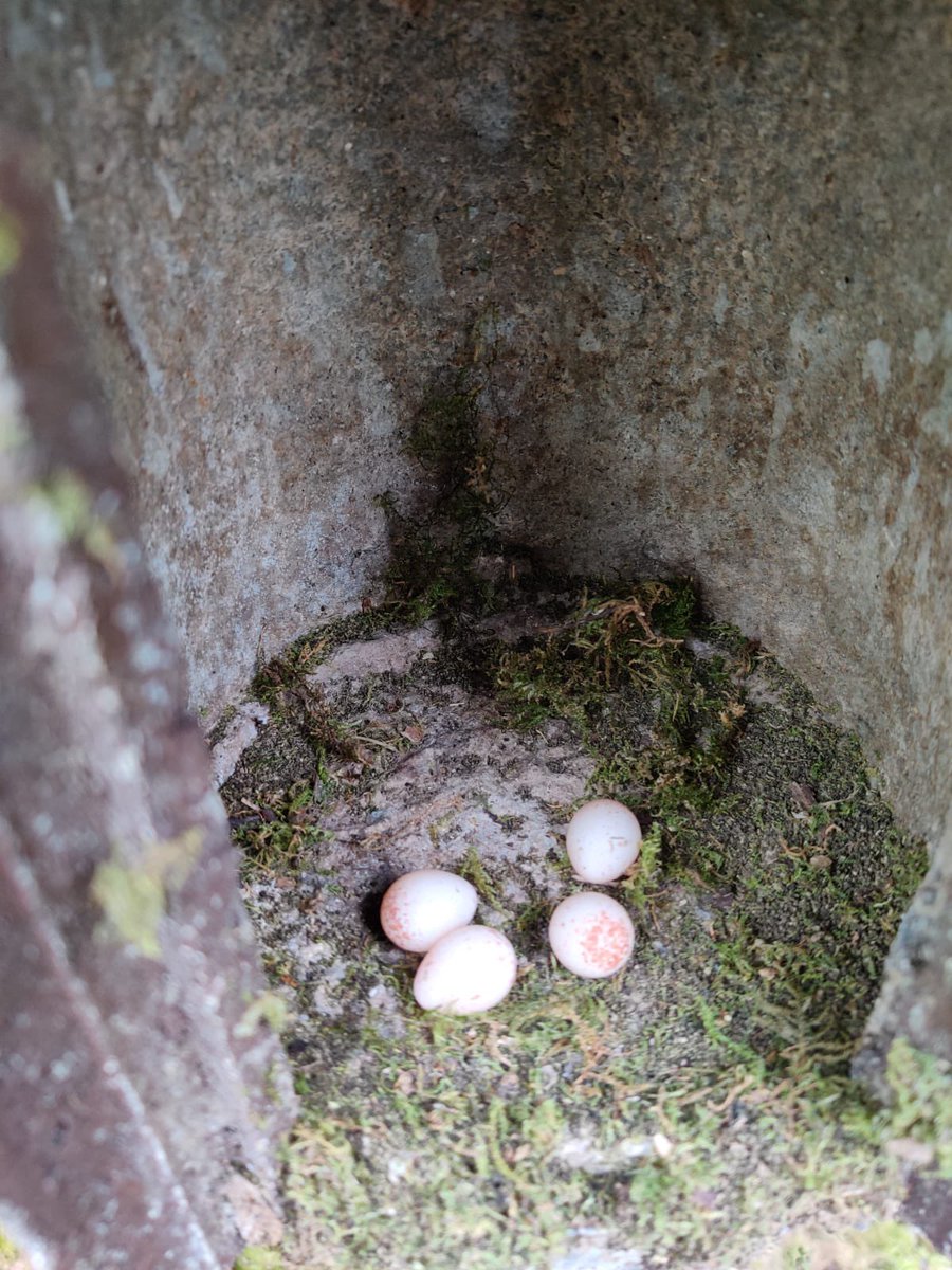 MadingleyBirds tweet media