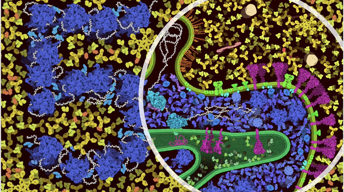 buildmodels's tweet photo. Enter the 2021 CellPAINT Contest by May 1: 
Create images inspired by vaccines and by 50 years of the PDB with CellPAINT and win prizes

Details: https://t.co/0nf3MWAA06 https://t.co/TA5nKTbsym