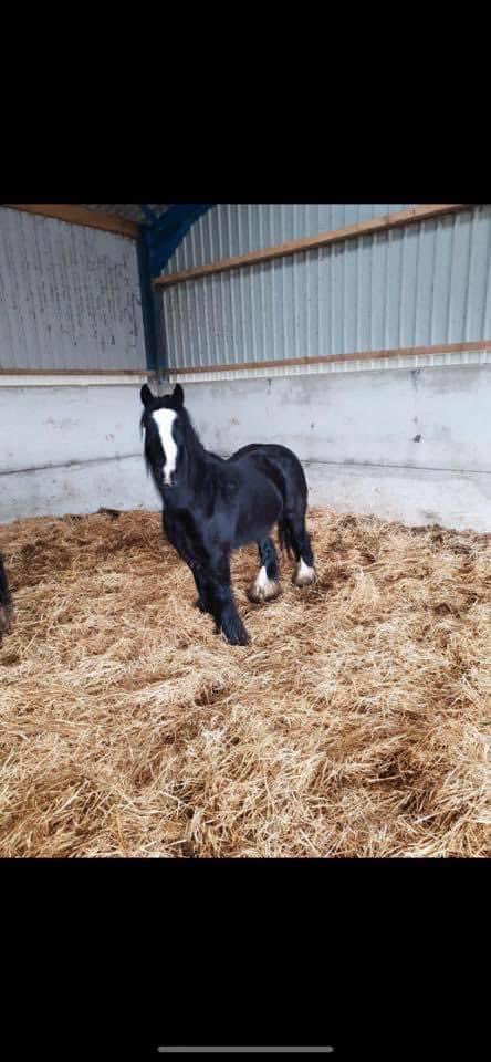 rosiedoc666's tweet image. ‼️‼️REPORTED #STOLEN NOW‼️‼️
Missing from Lutley Lane #HALESOWEN 
Was put into near by #field but has now disappeared 
#RSPCA have not picked her up 
Also other #equine pound contacted no pick there either!! 
Pls pls share need to get her back home💔
facebook.com/1070753993/pos…
